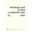 Morfologie zubů. Kreslení a modelování zubů